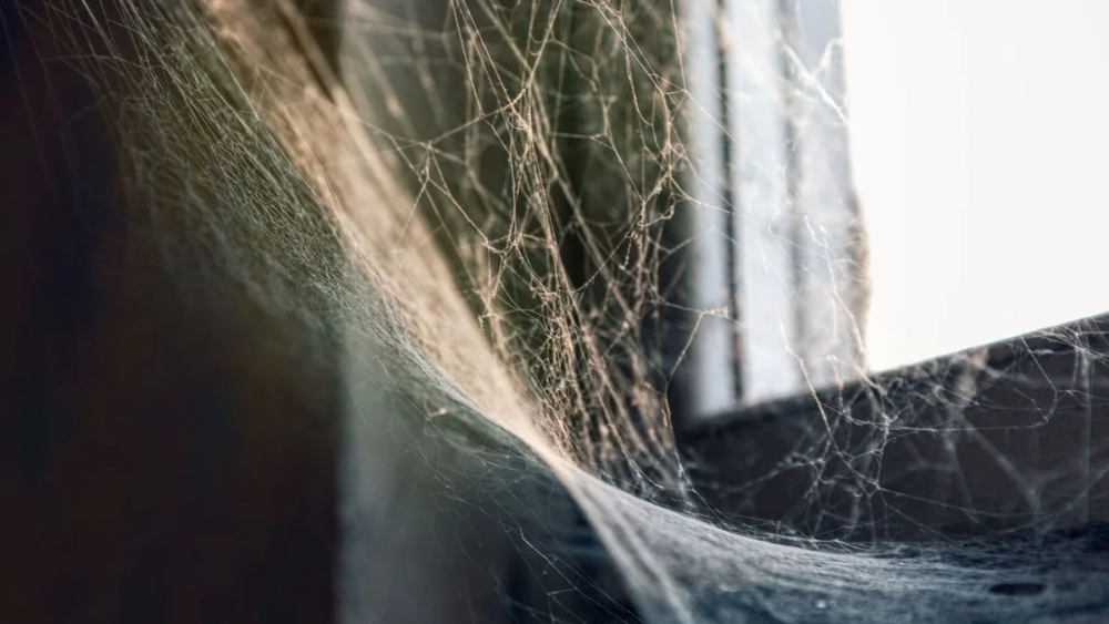 Spider Control