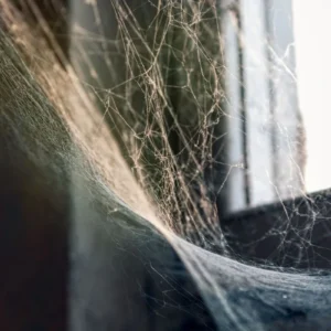Spider Control
