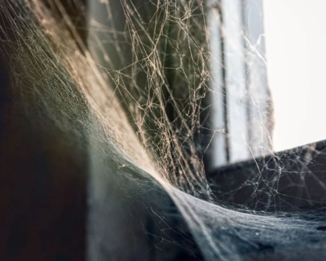 Spider Control
