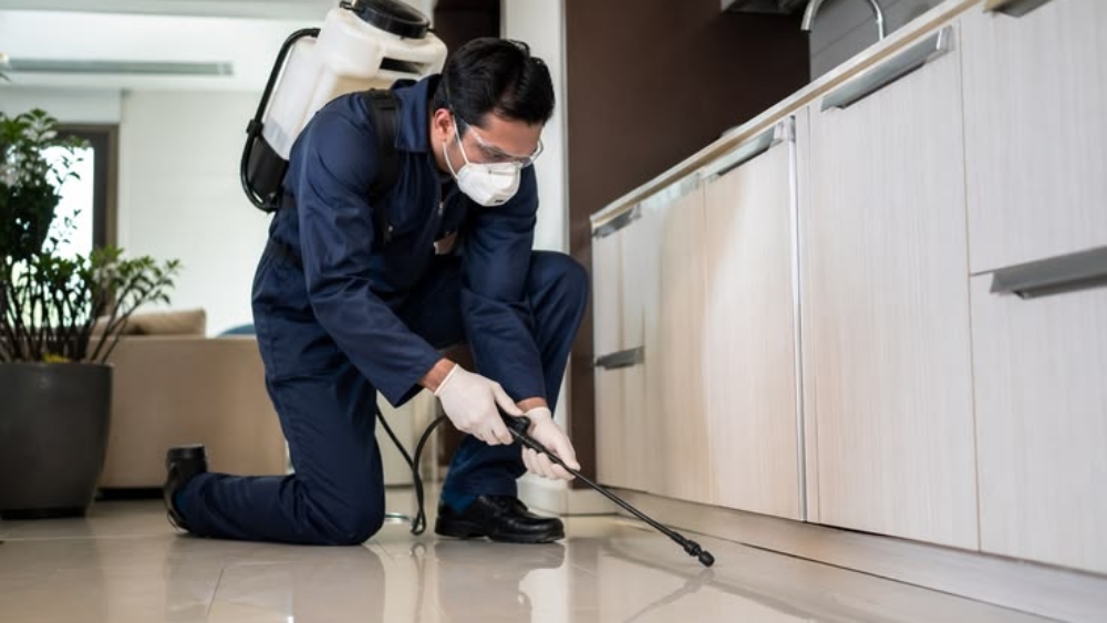 Termite control