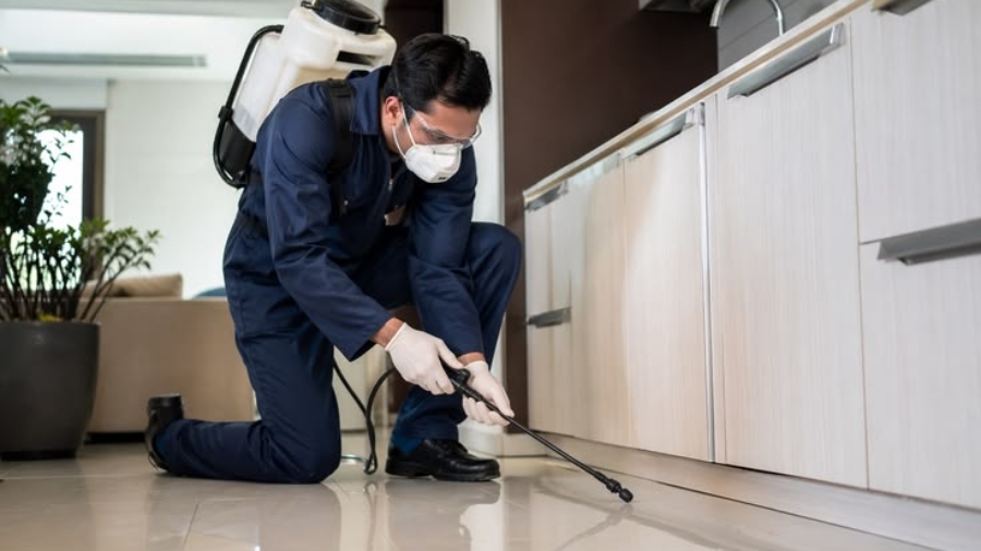 Termite control